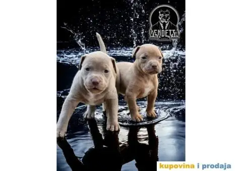 Američki pit bul terijer štenci - 7/12