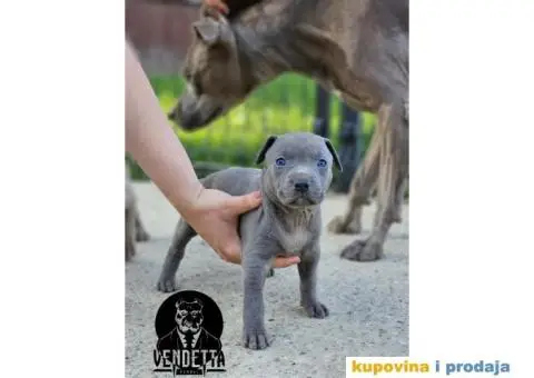Američki pit bul terijer štenci - 8/12