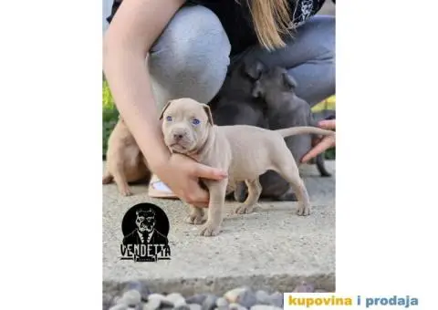Američki pit bul terijer štenci - 9/12