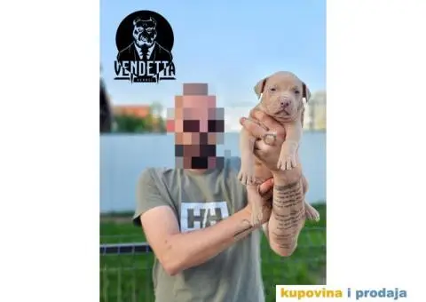 Američki pit bul terijer štenci - 10/12