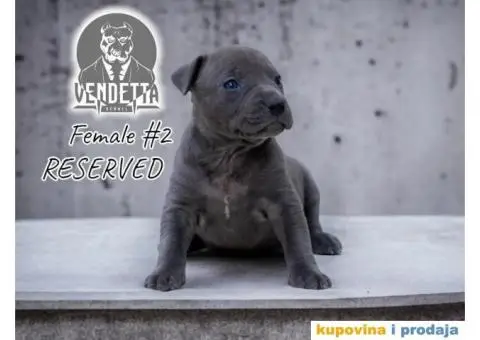 Američki pit bul terijer štenci - 11/12