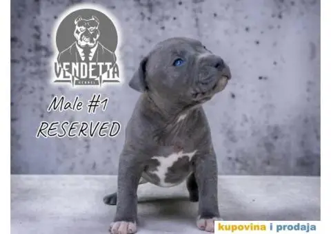 Američki pit bul terijer štenci - 12/12