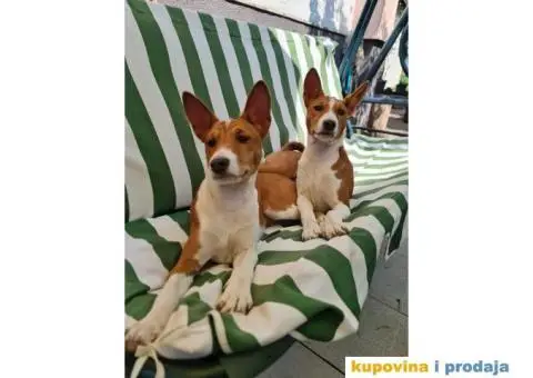 Basenji štenci, oštenjeni 12.11.2023. Dostupne dve ženke - 2/9