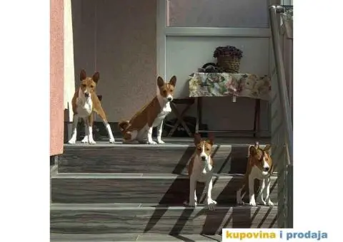 Basenji štenci, oštenjeni 12.11.2023. Dostupne dve ženke - 3/9