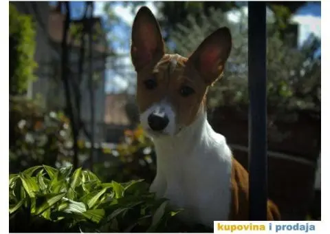 Basenji štenci, oštenjeni 12.11.2023. Dostupne dve ženke - 4/9