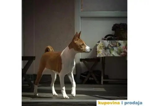 Basenji štenci, oštenjeni 12.11.2023. Dostupne dve ženke - 5/9