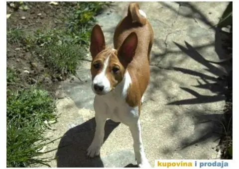 Basenji štenci, oštenjeni 12.11.2023. Dostupne dve ženke - 6/9