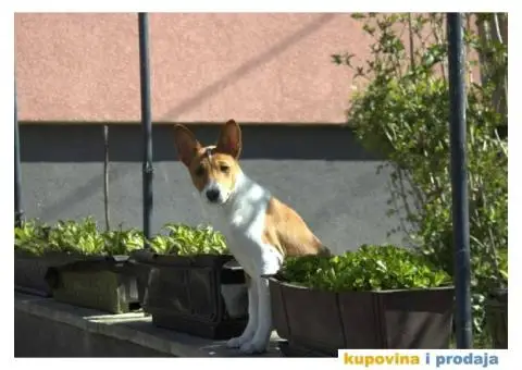 Basenji štenci, oštenjeni 12.11.2023. Dostupne dve ženke - 7/9