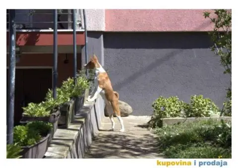 Basenji štenci, oštenjeni 12.11.2023. Dostupne dve ženke - 8/9