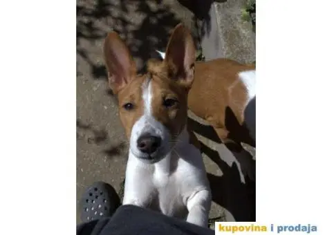 Basenji štenci, oštenjeni 12.11.2023. Dostupne dve ženke - 9/9