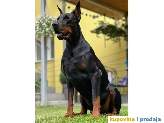 Doberman za parenje - 1