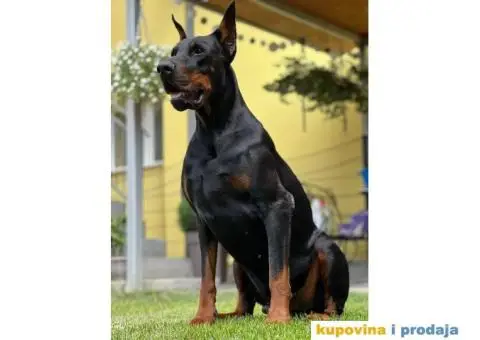 Doberman za parenje - 1/3