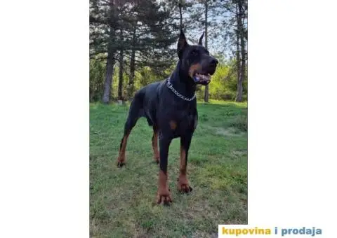 Doberman za parenje - 2/3