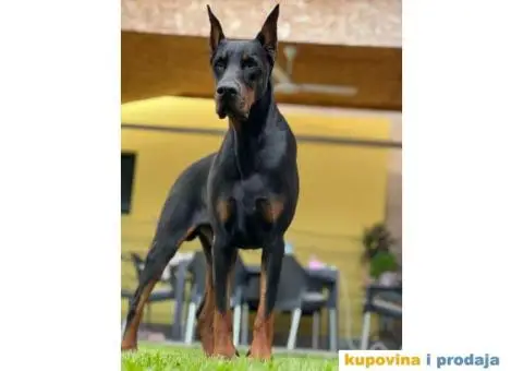 Doberman za parenje - 3/3