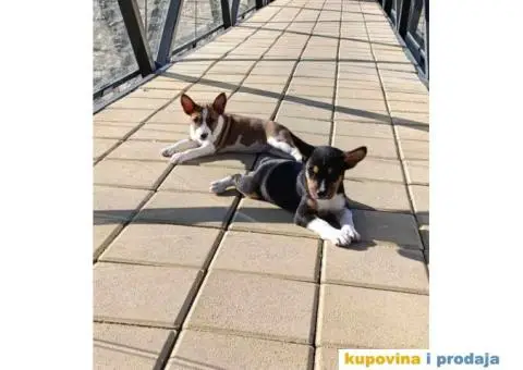 Basenji štenci - 1/14