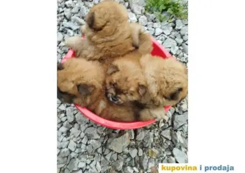 Na prodaju stenci cau cau - 1/9