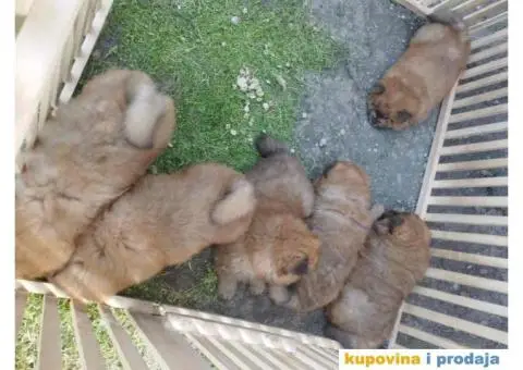 Na prodaju stenci cau cau - 2/9