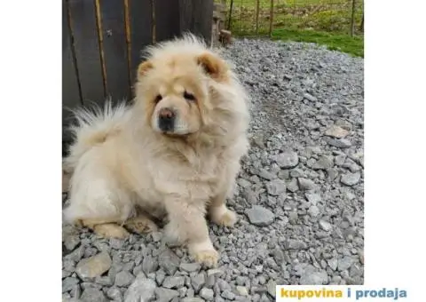 Na prodaju stenci cau cau - 3/9