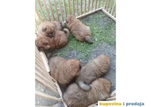 Na prodaju stenci cau cau - 4/9