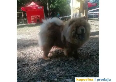 Na prodaju stenci cau cau - 5/9