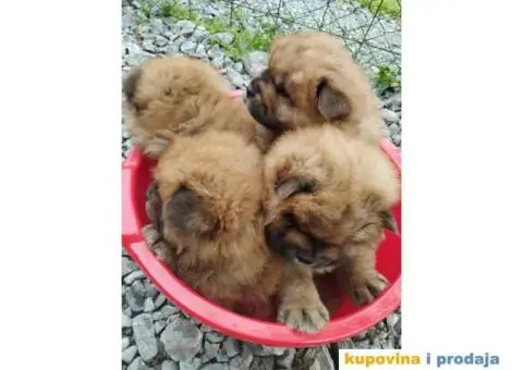 Na prodaju stenci cau cau - 7/9