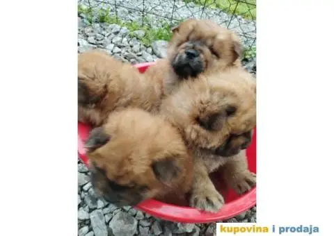 Na prodaju stenci cau cau - 8/9