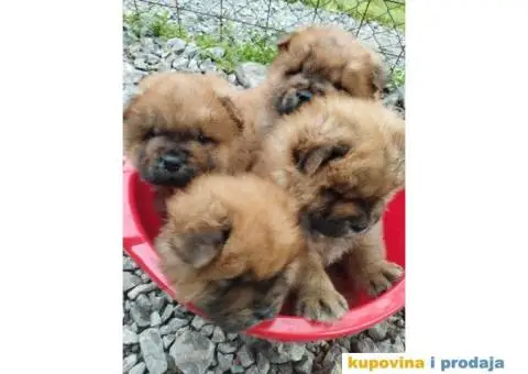 Na prodaju stenci cau cau - 9/9