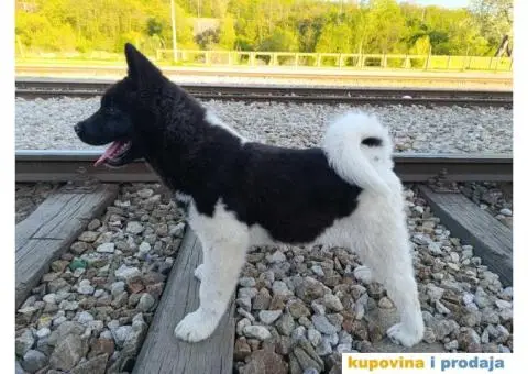 Muško štene Američke Akite - 1/3