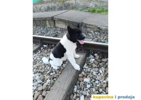 Muško štene Američke Akite - 2/3