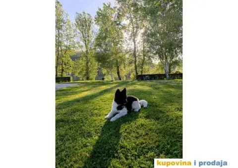 Muško štene Američke Akite - 3/3