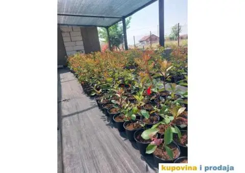 Fotinija - Red robin - Akcija - 1/14