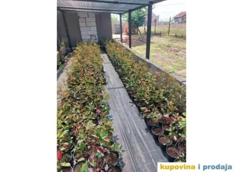 Fotinija - Red robin - Akcija - 2/14