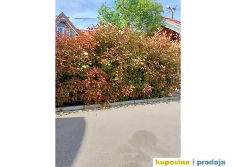 Fotinija - Red robin - Akcija - 3/14