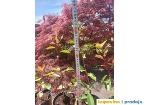 Fotinija - Red robin - Akcija - 4/14