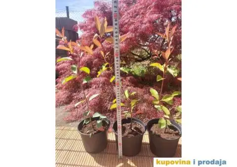 Fotinija - Red robin - Akcija - 5/14