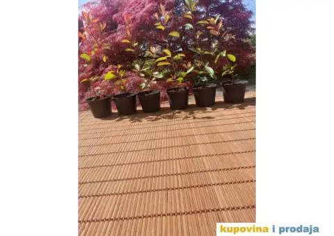 Fotinija - Red robin - Akcija - 6/14