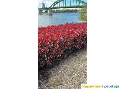 Fotinija - Red robin - Akcija - 7/14