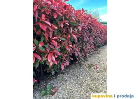 Fotinija - Red robin - Akcija - 8/14