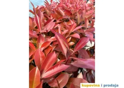 Fotinija - Red robin - Akcija - 9/14