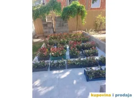 Fotinija - Red robin - Akcija - 10/14