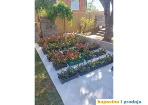 Fotinija - Red robin - Akcija - 11/14