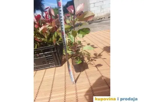 Fotinija - Red robin - Akcija - 12/14