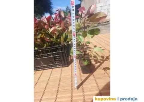 Fotinija - Red robin - Akcija - 13/14