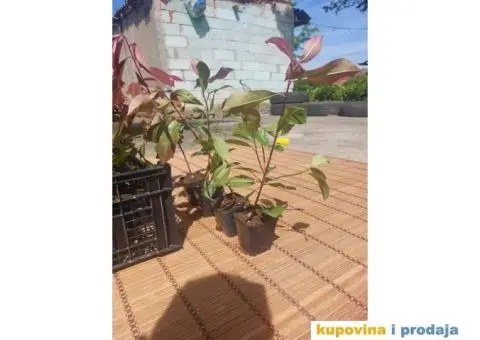 Fotinija - Red robin - Akcija - 14/14