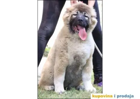 Kavkaski ovčar štenci - 1/5
