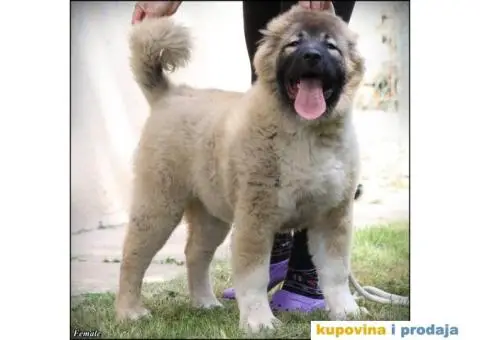 Kavkaski ovčar štenci - 2/5