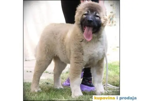 Kavkaski ovčar štenci - 3/5