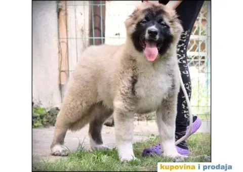 Kavkaski ovčar štenci - 4/5