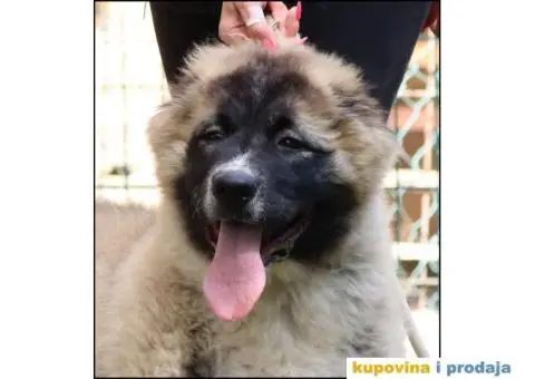 Kavkaski ovčar štenci - 5/5