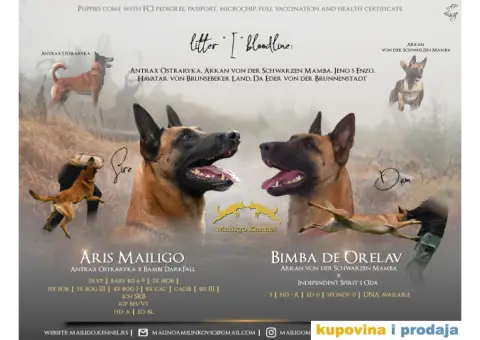 Štenci Belgijskog ovčara - Malinoa - 1/13